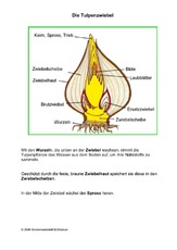 Die-Tulpenzwiebel.pdf